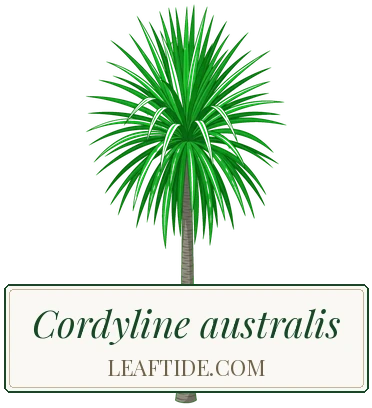 Cordyline australis