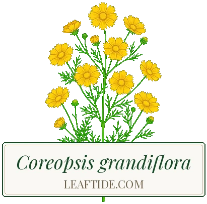 Coreopsis grandiflora