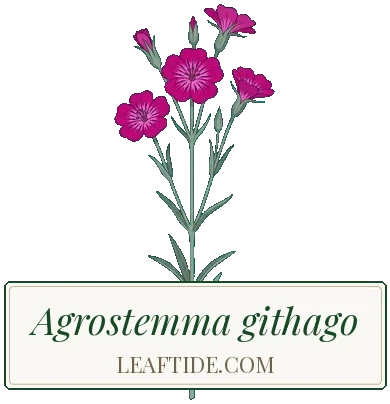 Agrostemma githago