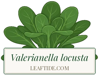 Valerianella locusta