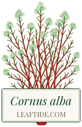 Cornus alba