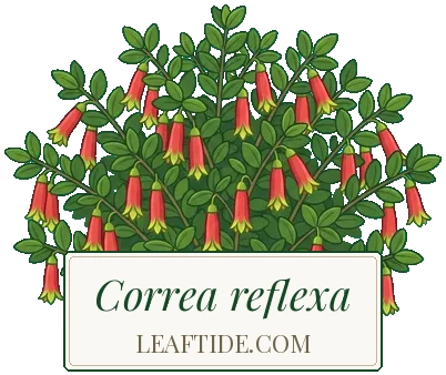 Correa reflexa