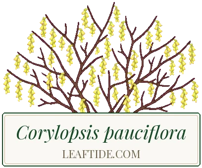 Corylopsis pauciflora