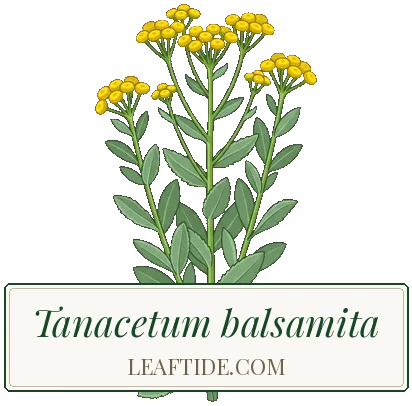 Tanacetum balsamita