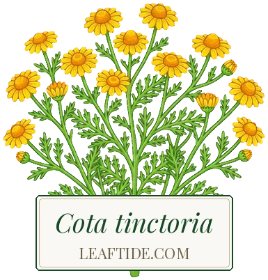 Cota tinctoria