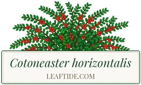Cotoneaster horizontalis