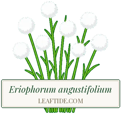 Eriophorum angustifolium