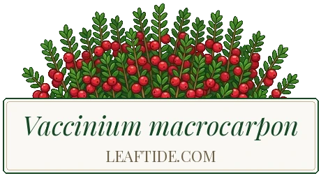 Vaccinium macrocarpon