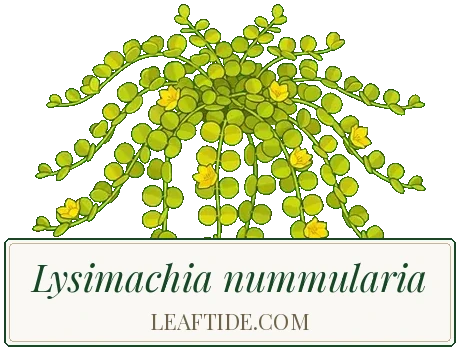 Lysimachia nummularia