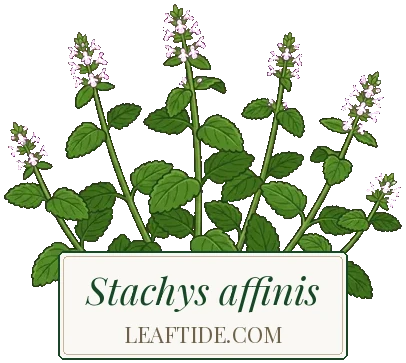 Stachys affinis