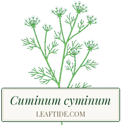 Cuminum cyminum