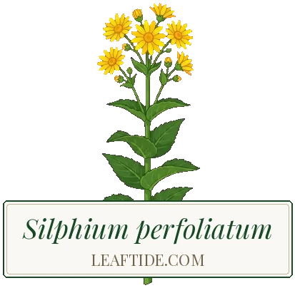 Silphium perfoliatum