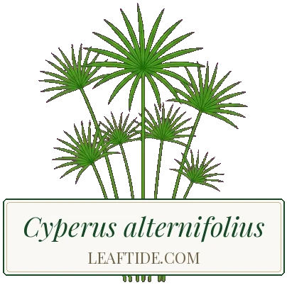 Cyperus alternifolius