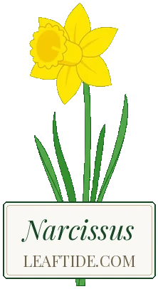Narcissus