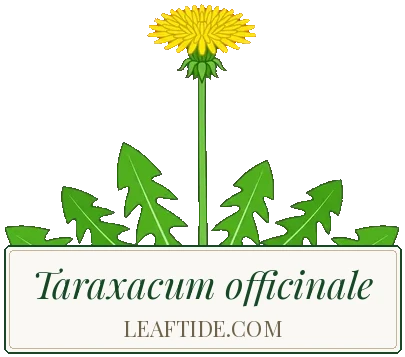 Taraxacum officinale