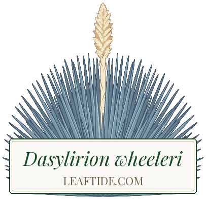 Dasylirion wheeleri