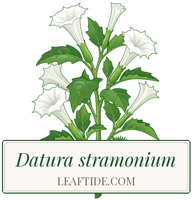 Datura stramonium