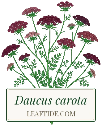 Daucus carota