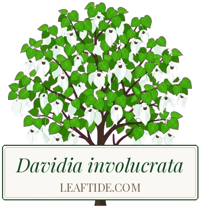 Davidia involucrata