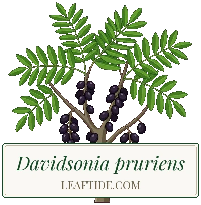 Davidsonia pruriens