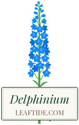 Delphinium