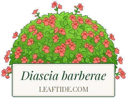 Diascia barberae