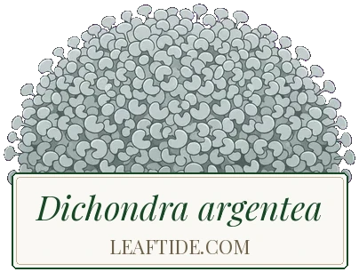 Dichondra argentea