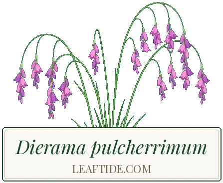 Dierama pulcherrimum
