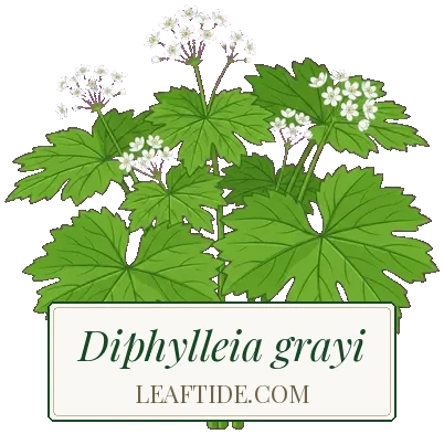 Diphylleia grayi