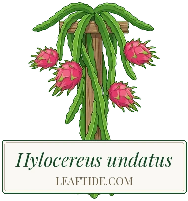 Hylocereus undatus