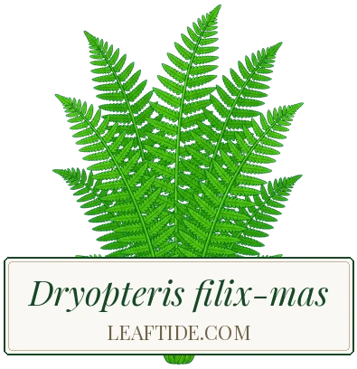 Dryopteris filix-mas