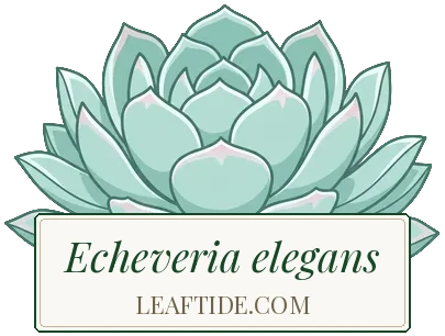Echeveria elegans