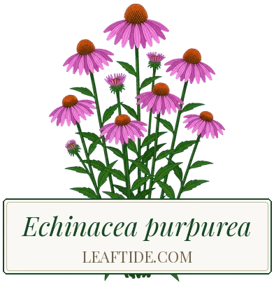 Echinacea purpurea