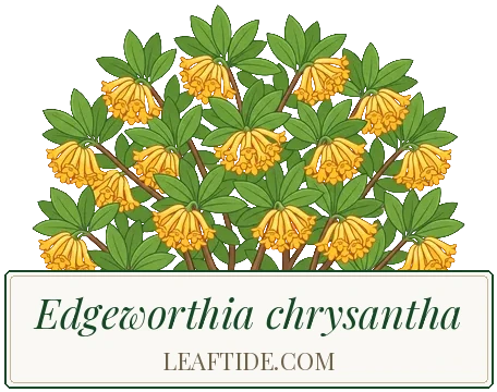 Edgeworthia chrysantha