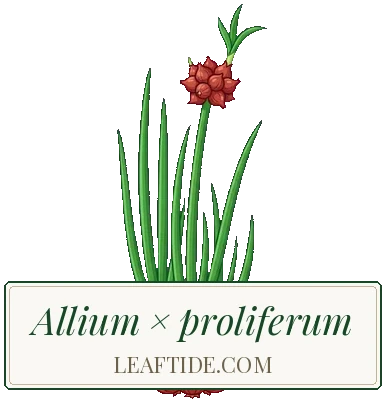 Allium × proliferum