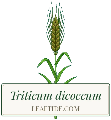 Triticum dicoccum