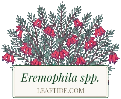 Eremophila spp.