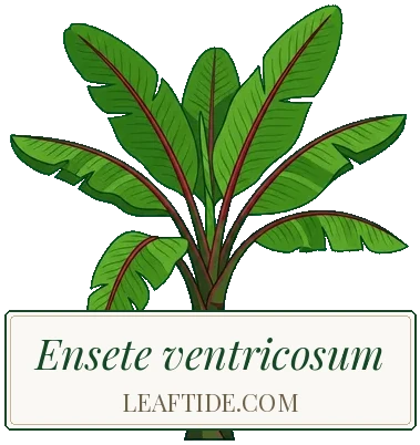 Ensete ventricosum