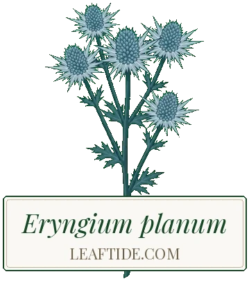 Eryngium planum