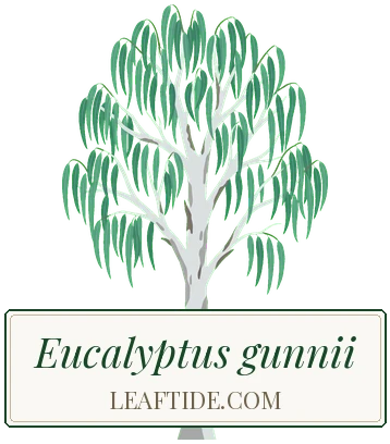 Eucalyptus gunnii
