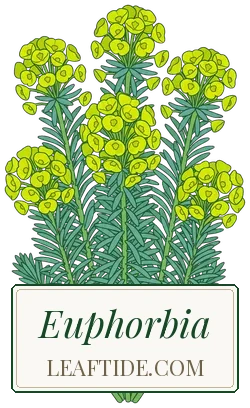 Euphorbia