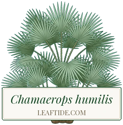 Chamaerops humilis