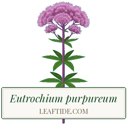 Eutrochium purpureum