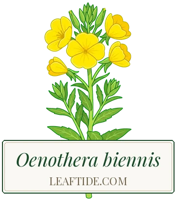Oenothera biennis