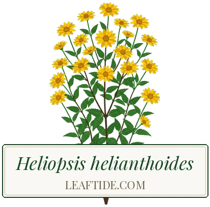 Heliopsis helianthoides