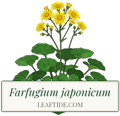 Farfugium japonicum