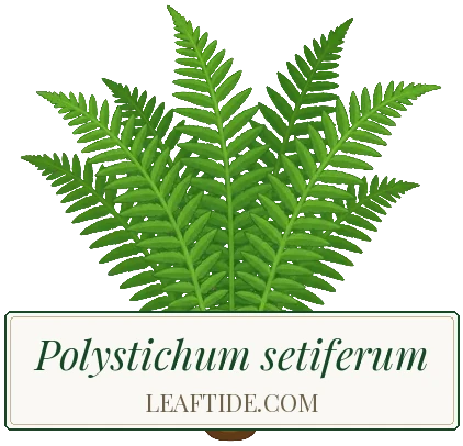 Polystichum setiferum