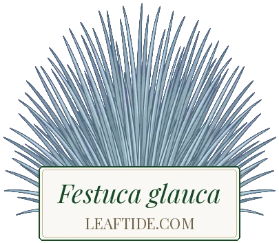 Festuca glauca