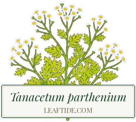 Tanacetum parthenium