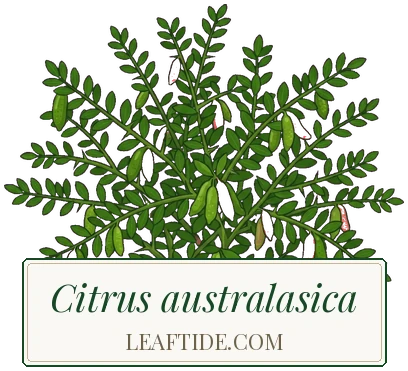 Citrus australasica